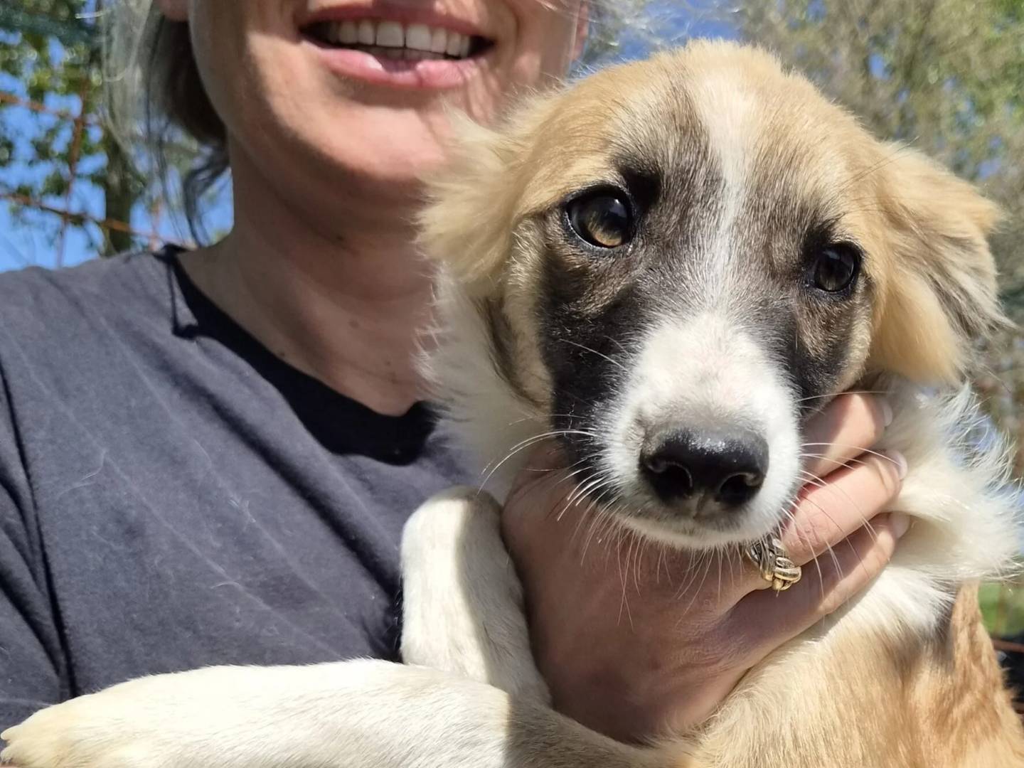 Adozione cane, femmina, Razza sconosciuta Razza sconosciuta, 6 mesi, taglia piccola, Roma