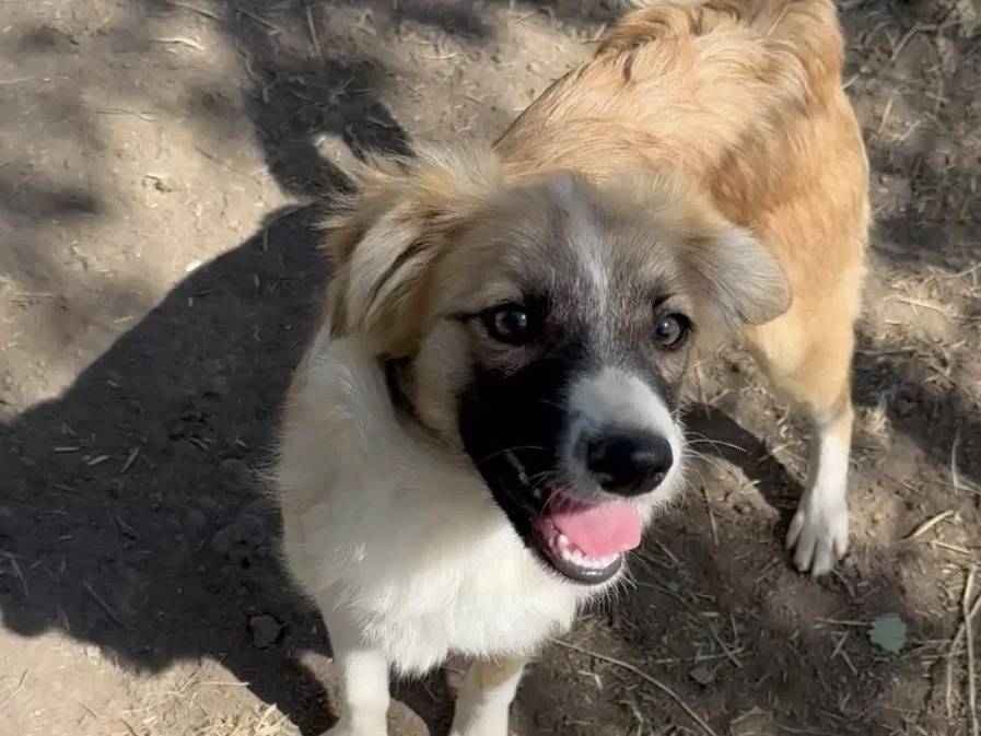 Adotta un cane, taglia piccola, femmina, Roma