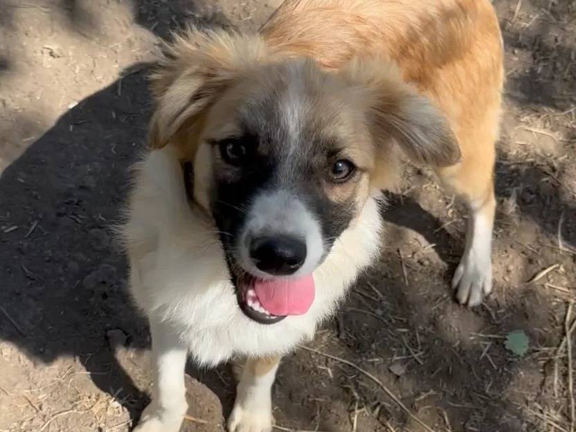 Vuoi adottare un cane a Roma?