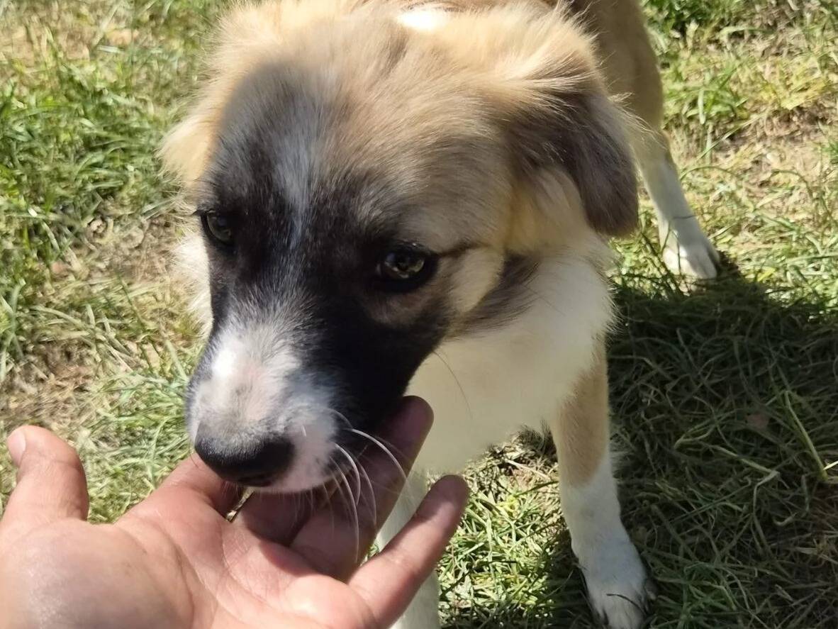 Adotta il cane RUMI a Roma