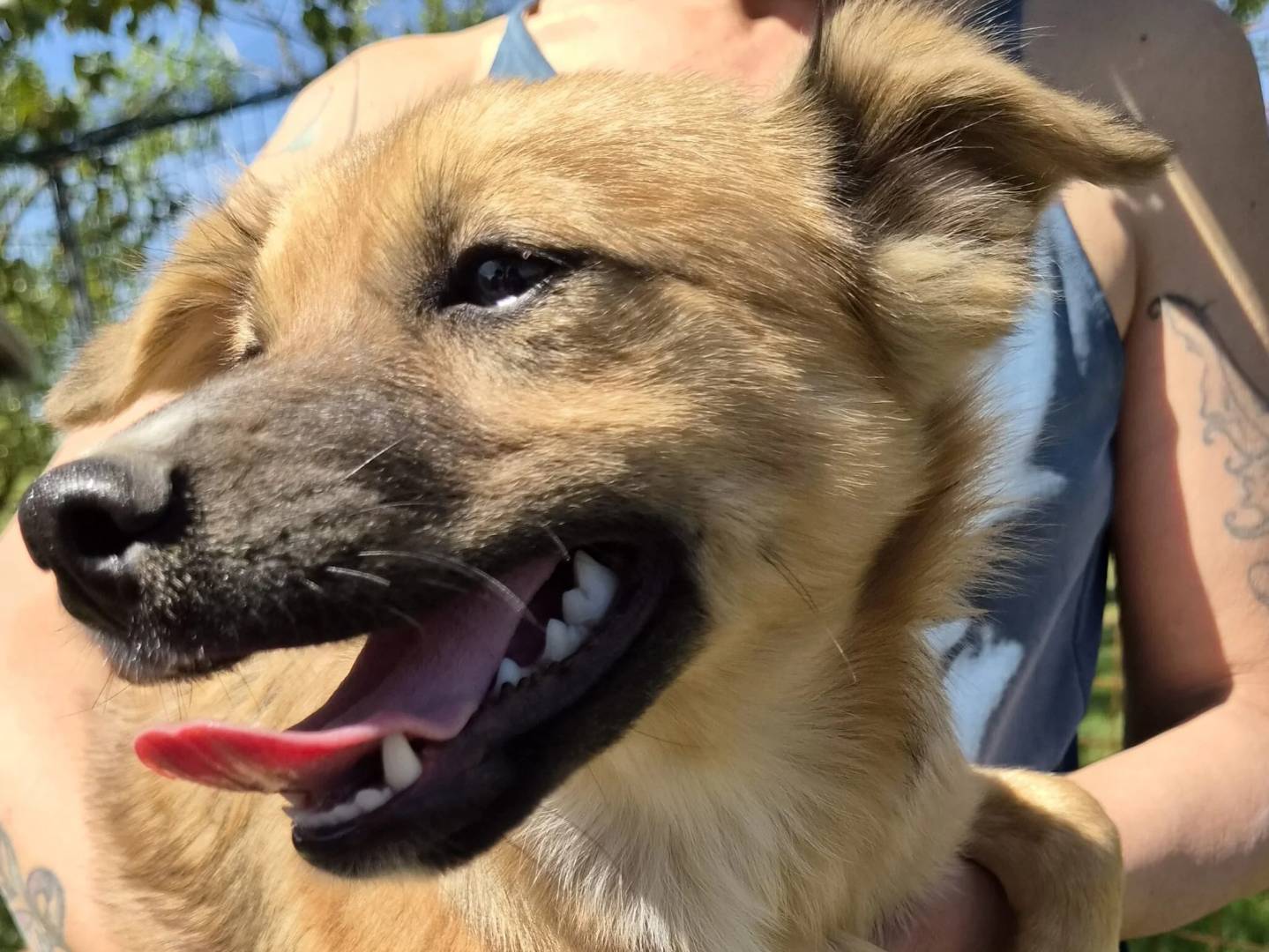 Adotta un cane, femmina, 6 mesi, Roma