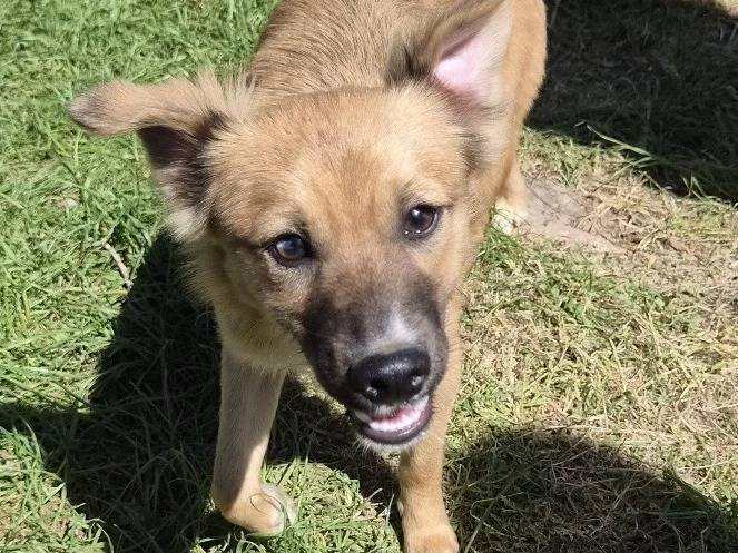 Adozione cane, femmina, Razza sconosciuta Razza sconosciuta, 6 mesi, taglia piccola, Roma