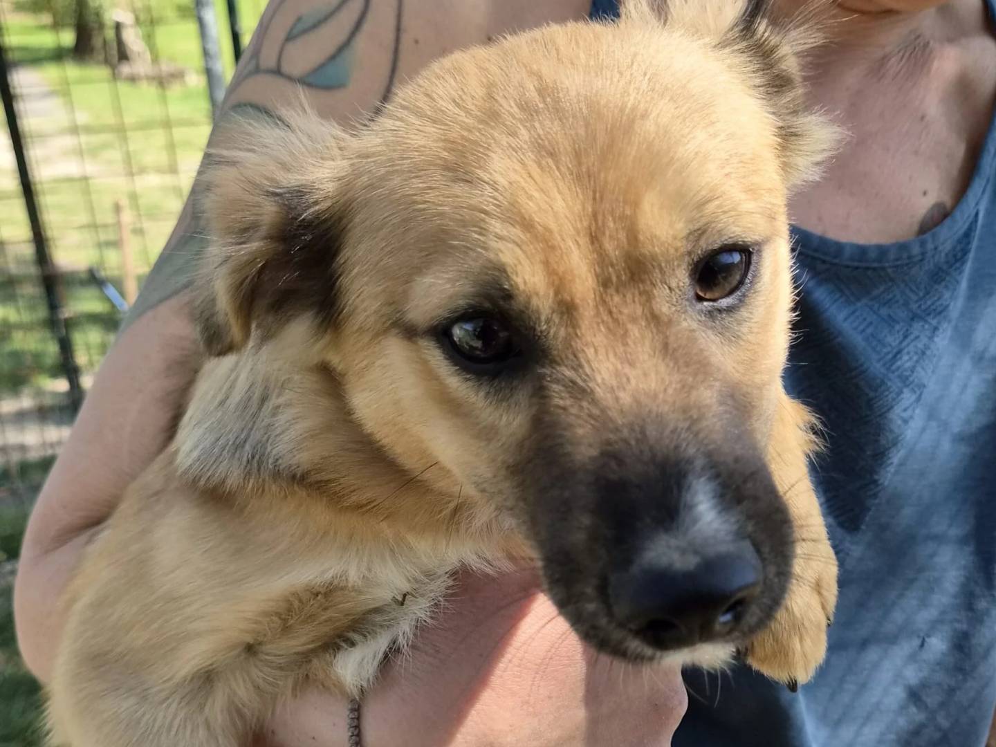 Adotta un cane, taglia piccola, femmina, Roma
