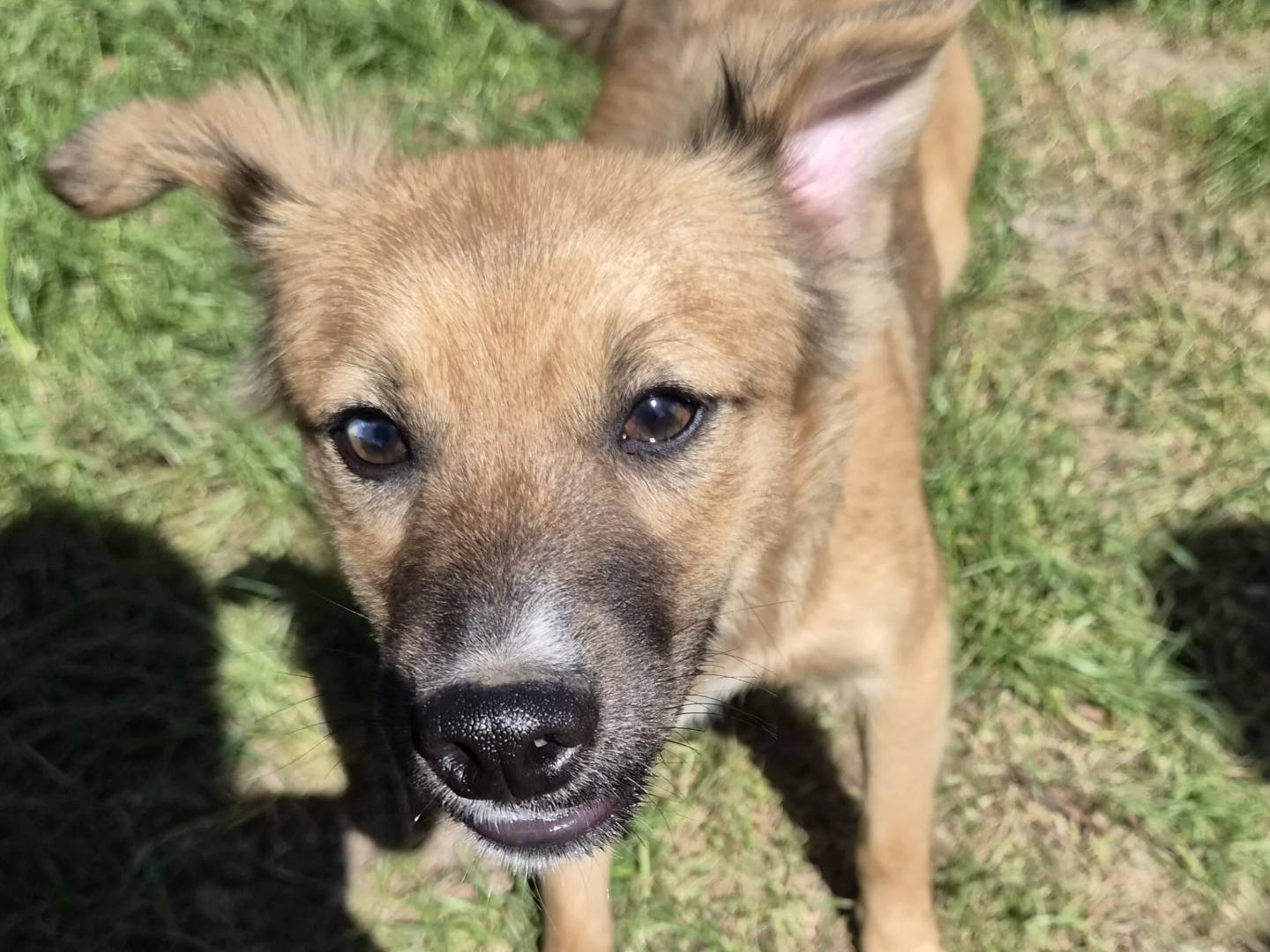 Vuoi adottare un cane a Roma?
