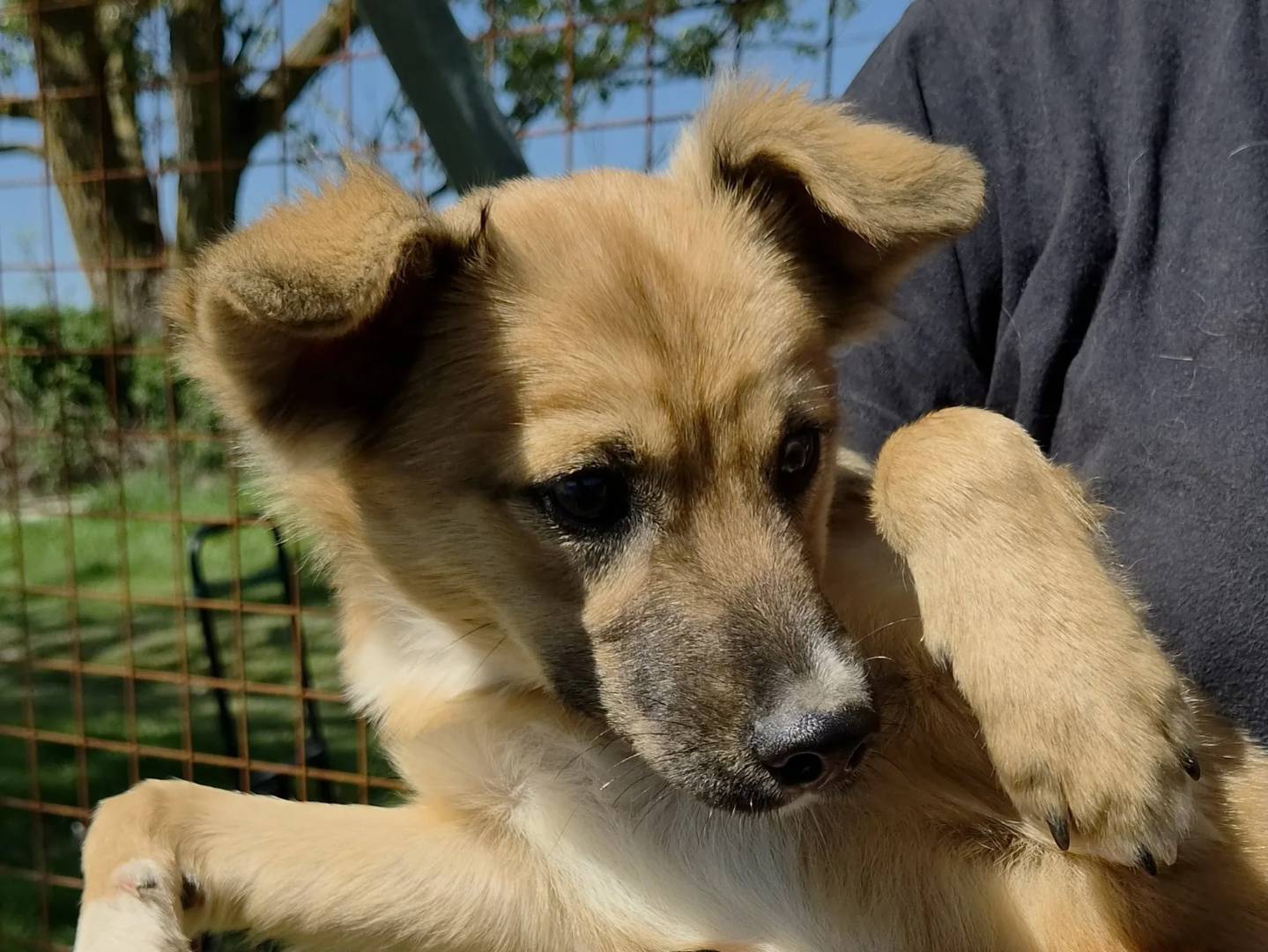 Adotta il cane MIRA a Roma