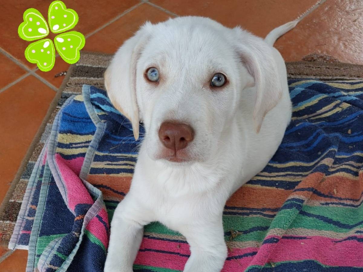 Adozione cane, maschio, Labrador Retriever Razza sconosciuta, 3 mesi, taglia media, Ferrara