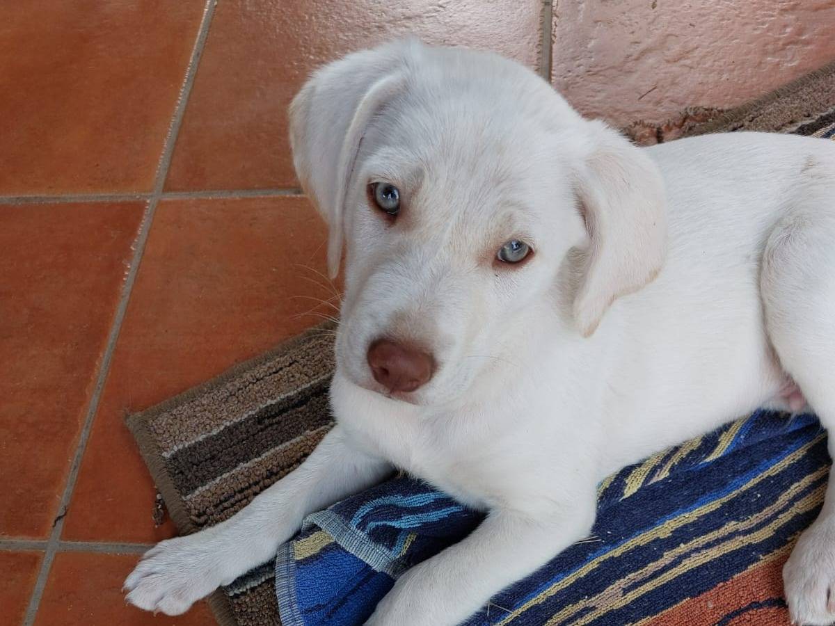 Adotta un cane, maschio, 3 mesi, Ferrara