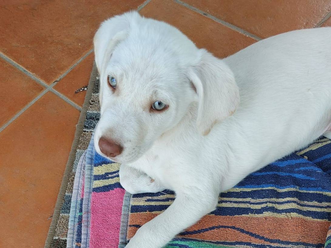 Adotta un cane, taglia media, maschio, Ferrara