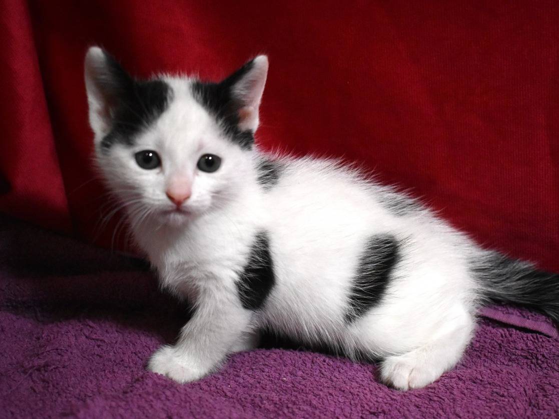 Adotta un gatto, femmina, 1 mesi, Roma