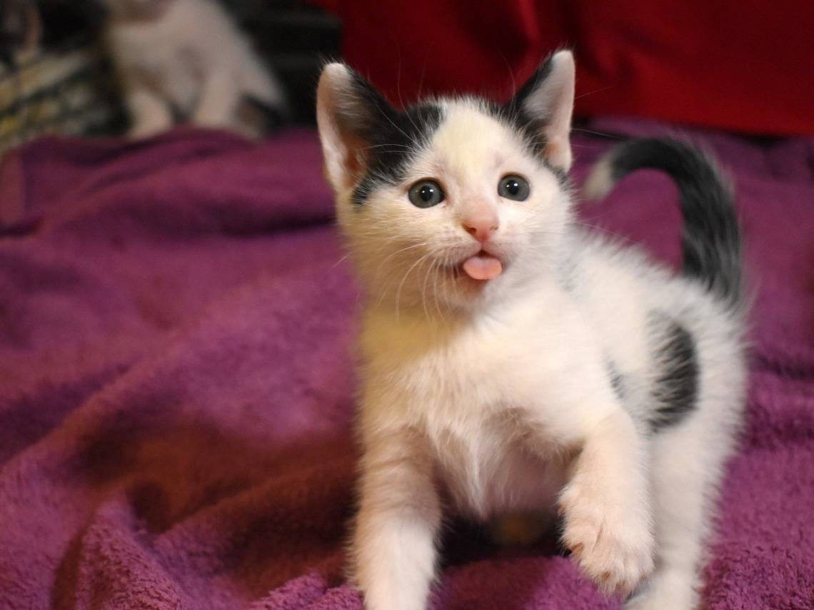 Adotta il gatto Pois a Roma