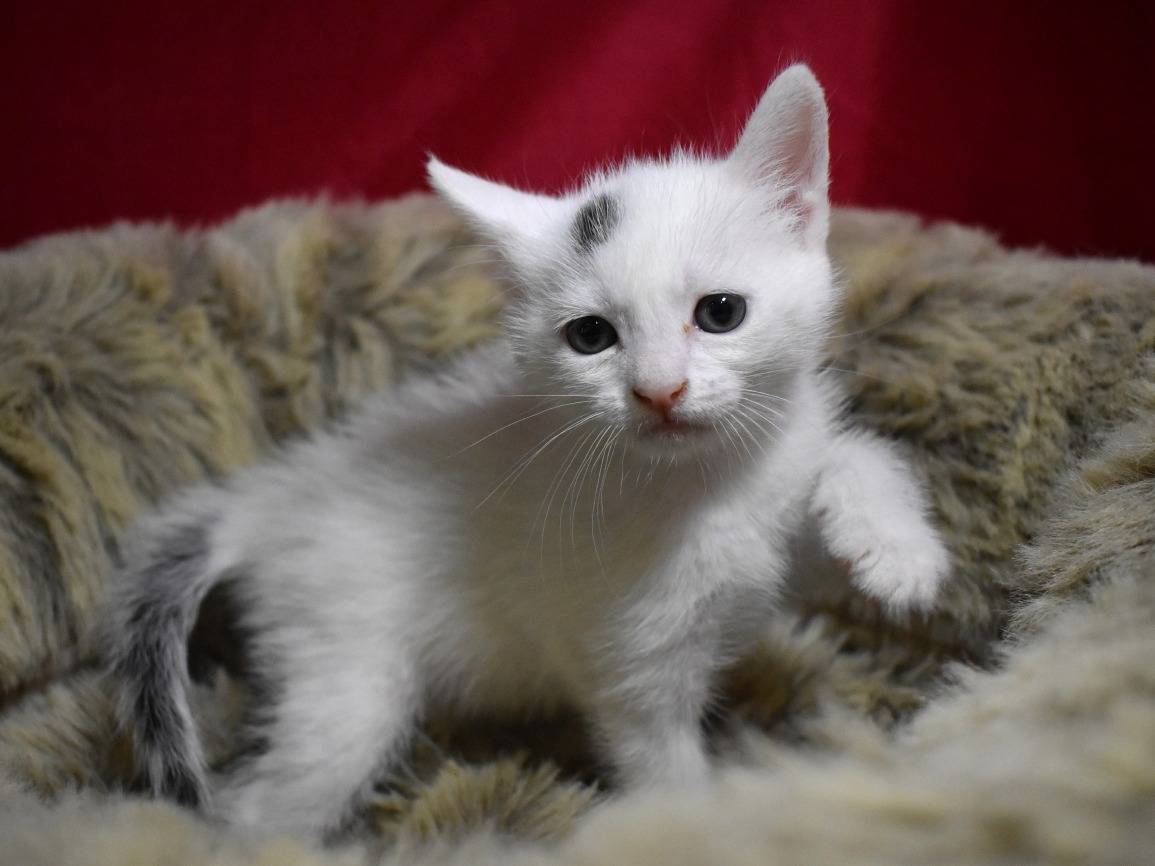 Adotta un gatto, taglia non valida, femmina, Roma