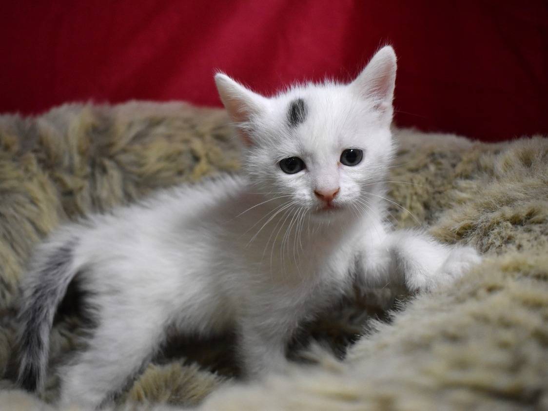Vuoi adottare un gatto a Roma?