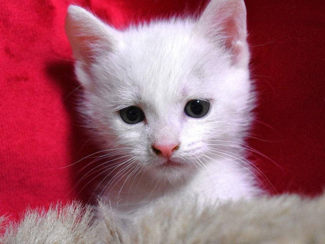 Adozione gatto, maschio, Razza sconosciuta Razza sconosciuta, 1 mesi, taglia non valida, Roma