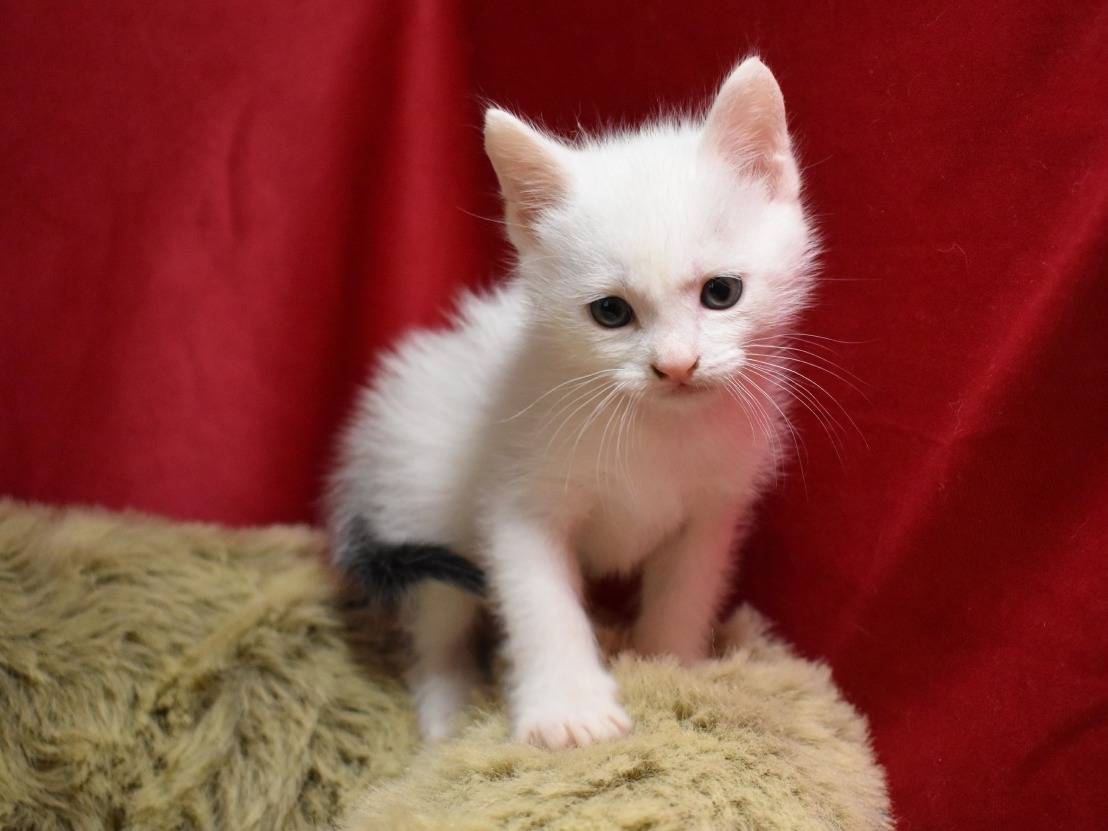 Adotta un gatto, maschio, 1 mesi, Roma