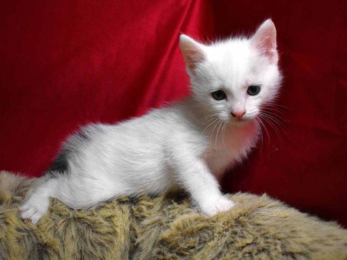Adotta un gatto, taglia non valida, maschio, Roma
