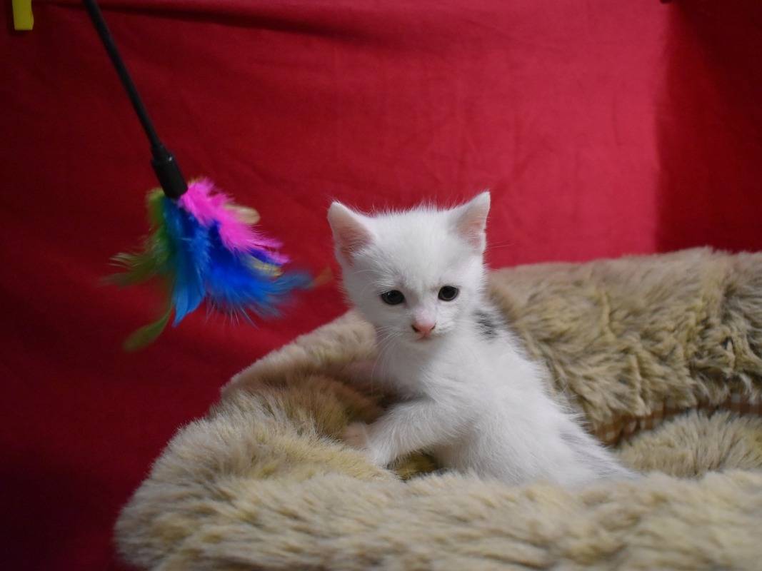 Vuoi adottare un gatto a Roma?