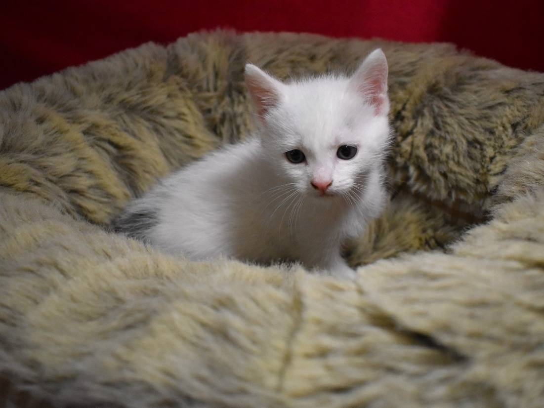 Adotta il gatto Pulcinella a Roma