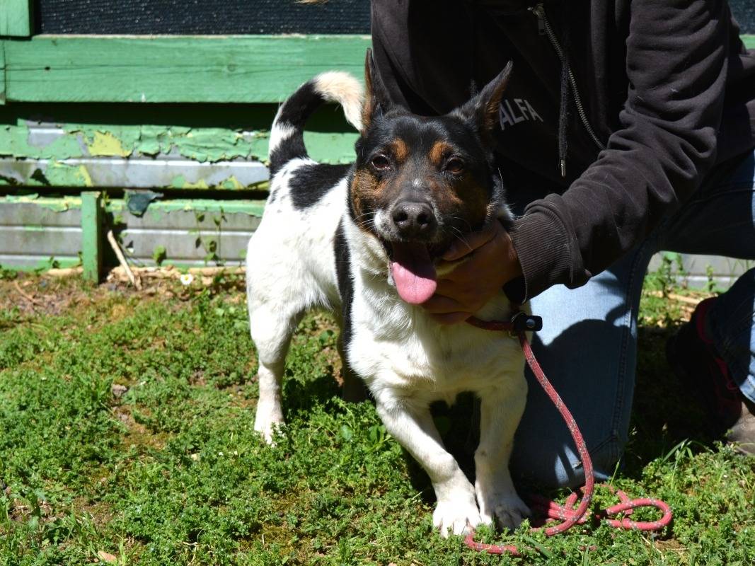 Vuoi adottare un cane a Roma?