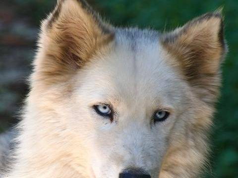 Adozione cane, femmina, Siberian Husky Razza sconosciuta, 4 anni e 2 mesi, taglia media, Milano