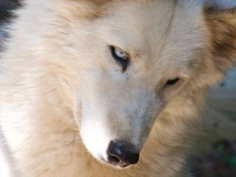 Adotta un cane, femmina, 4 anni e 2 mesi, Milano