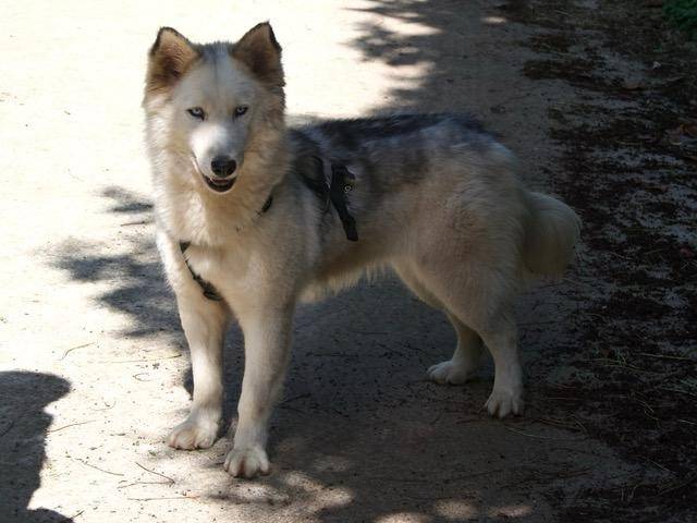 Vuoi adottare un cane a Milano?