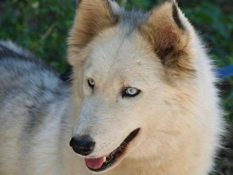 Adotta il cane Donut a Milano