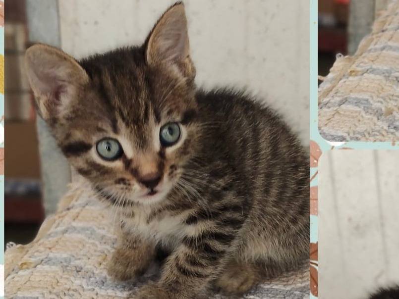 Adozione gatto, maschio, Razza sconosciuta Razza sconosciuta, 2 mesi, taglia non valida, Ragusa