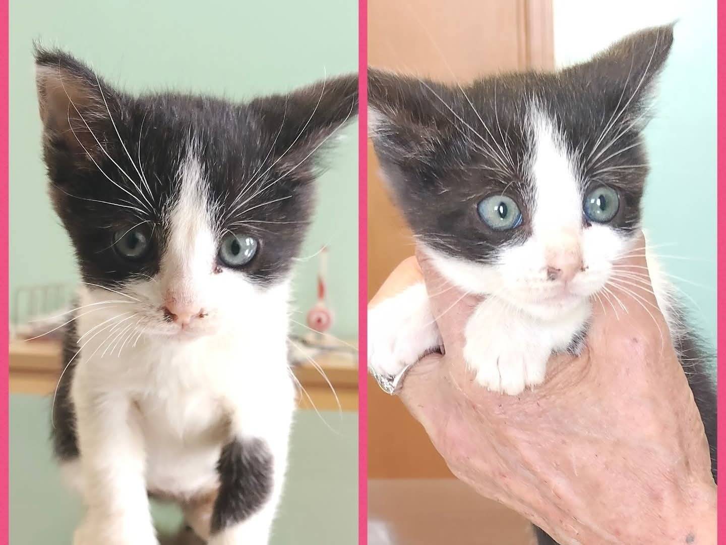 Adozione gatto, femmina, Razza sconosciuta Razza sconosciuta, 2 mesi, taglia non valida, Ragusa