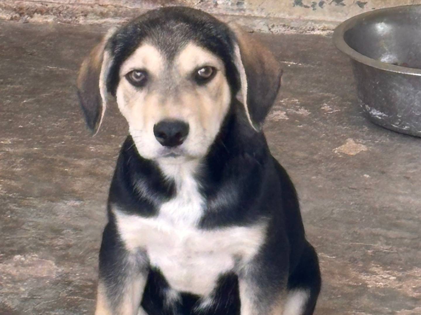 Adozione cane, maschio, Razza sconosciuta Razza sconosciuta, 3 mesi, taglia media, Ragusa