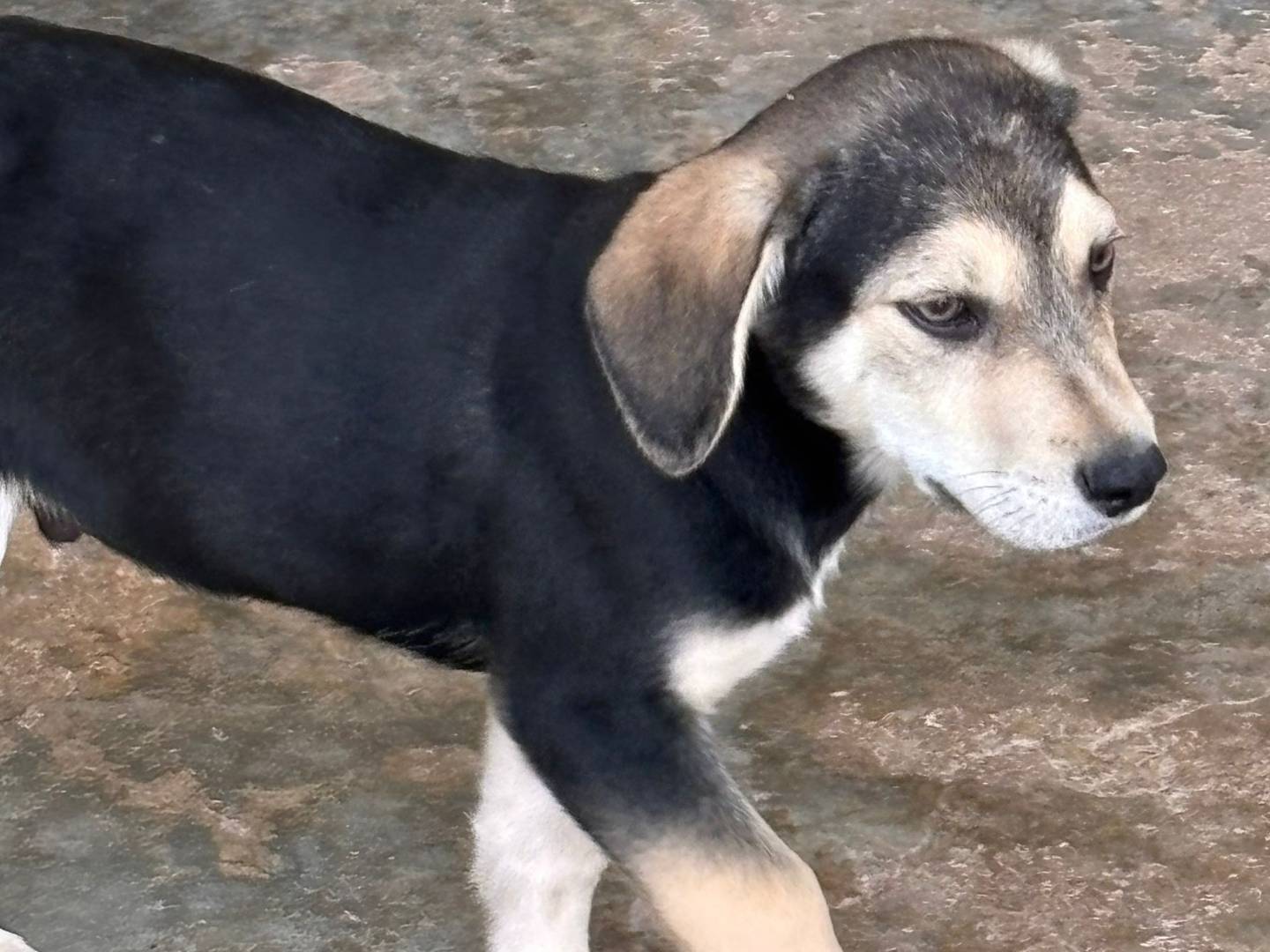 Adotta un cane, maschio, 3 mesi, Ragusa