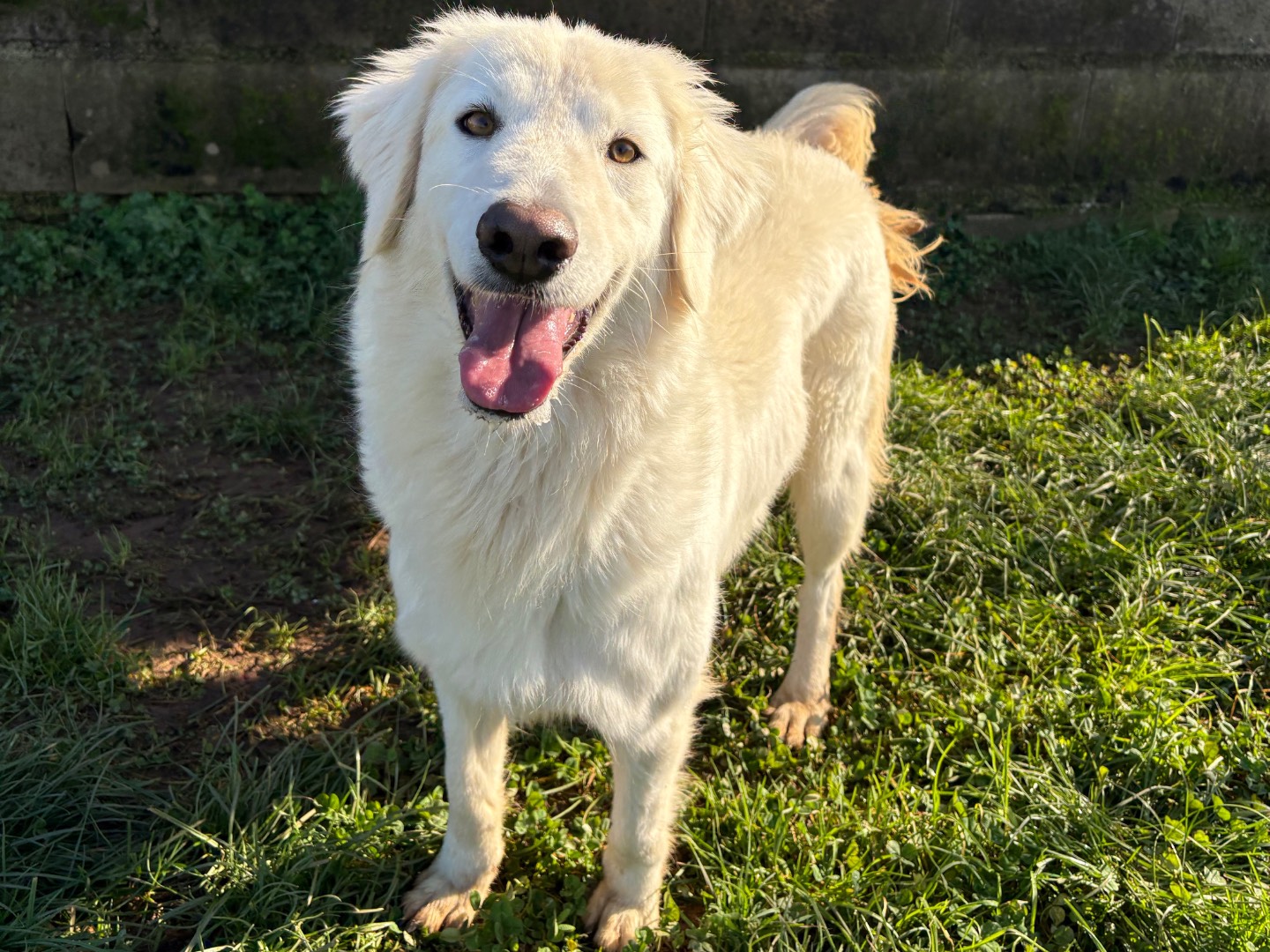 Adozione cane, femmina, Pastore maremmano Razza sconosciuta, 4 anni e 3 mesi, taglia media, Frosinone