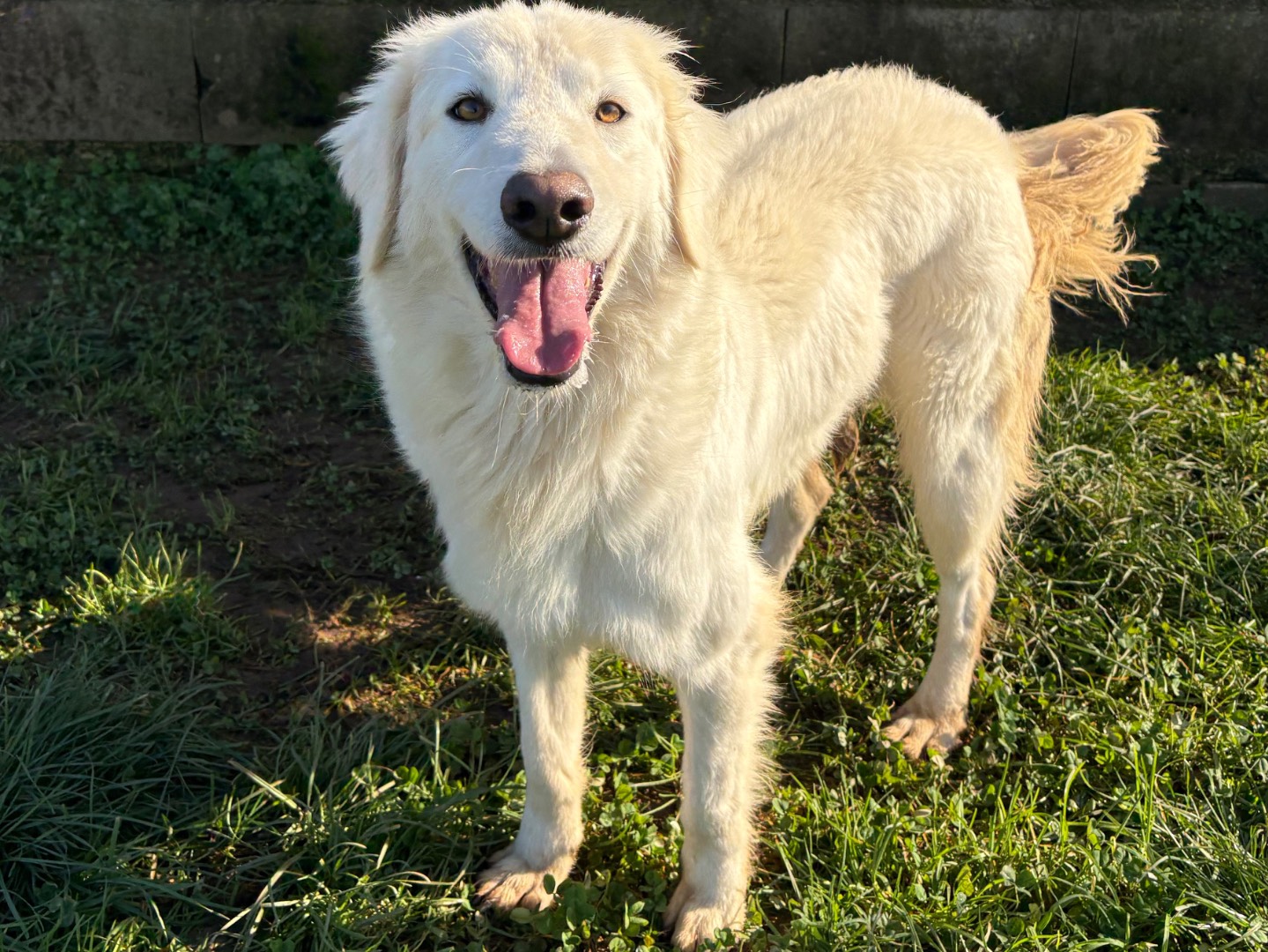 Adotta un cane, femmina, 4 anni e 3 mesi, Frosinone