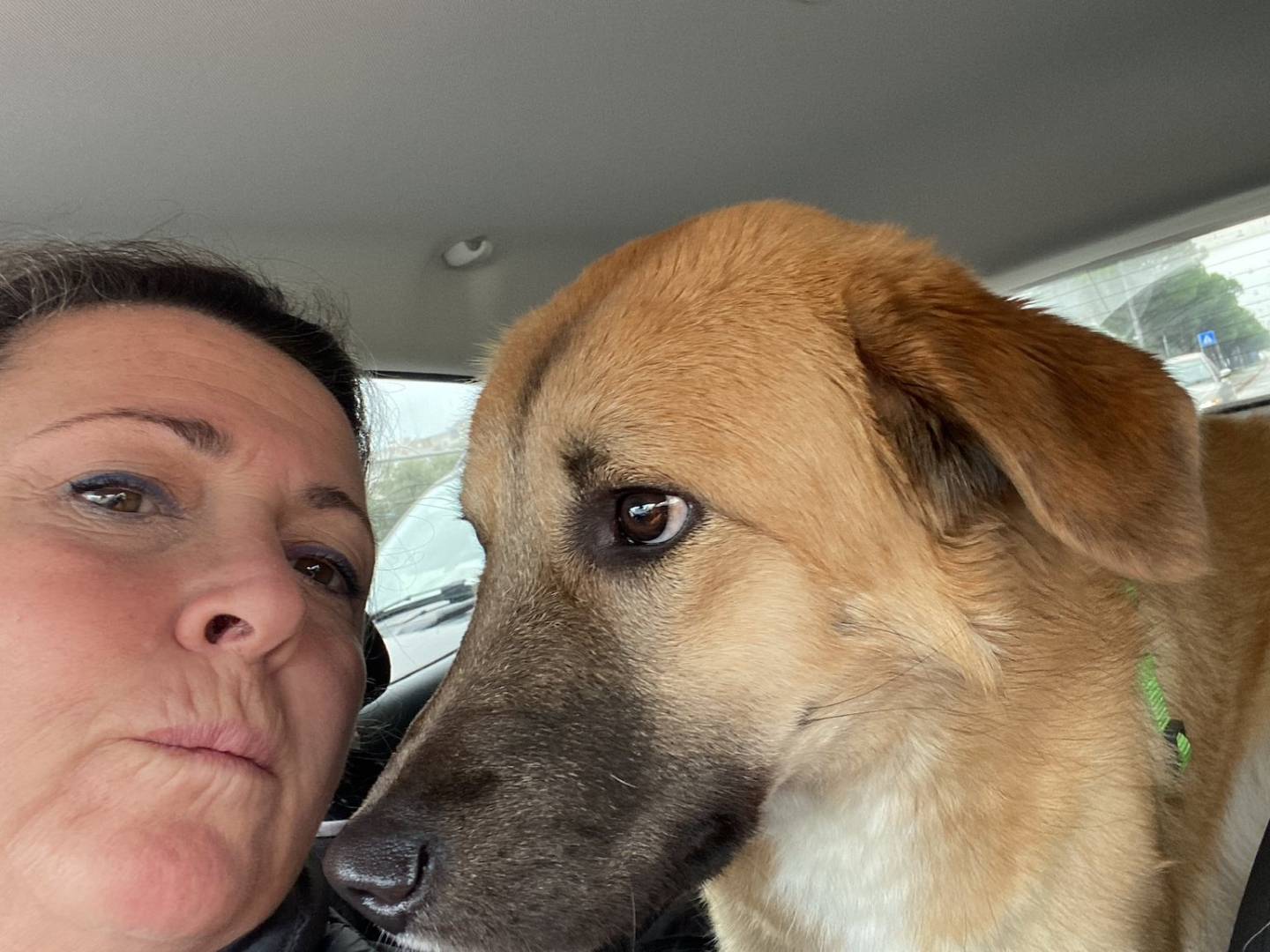 Adozione cane, femmina, Razza sconosciuta Razza sconosciuta, 1 anno, taglia media, Bari