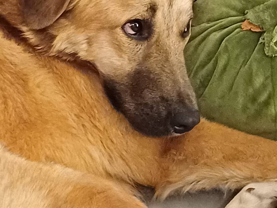 Adotta un cane, femmina, 1 anno, Bari