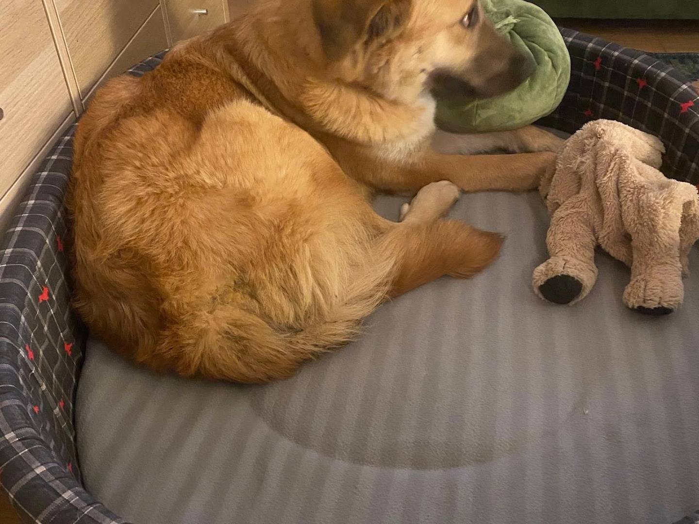 Adotta un cane, taglia media, femmina, Bari