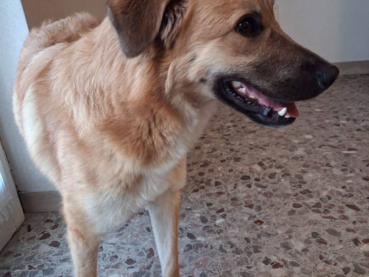 Vuoi adottare un cane a Bari?