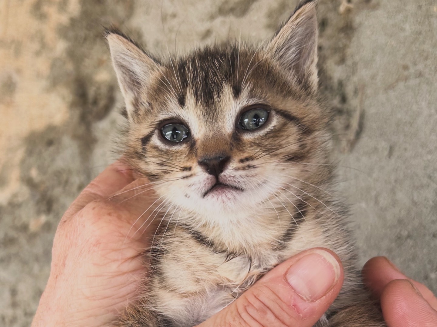Adozione gatto, femmina, Razza sconosciuta Razza sconosciuta, 1 mesi, taglia non valida, Perugia