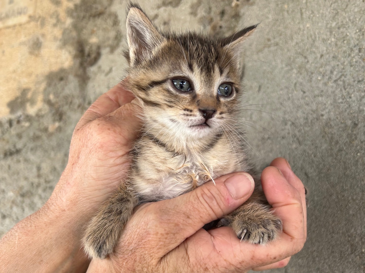 Adotta un gatto, femmina, 1 mesi, Perugia