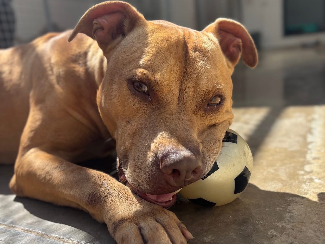Adozione cane, maschio, Pitbull Razza sconosciuta, 6 anni e 8 mesi, taglia grande, Napoli