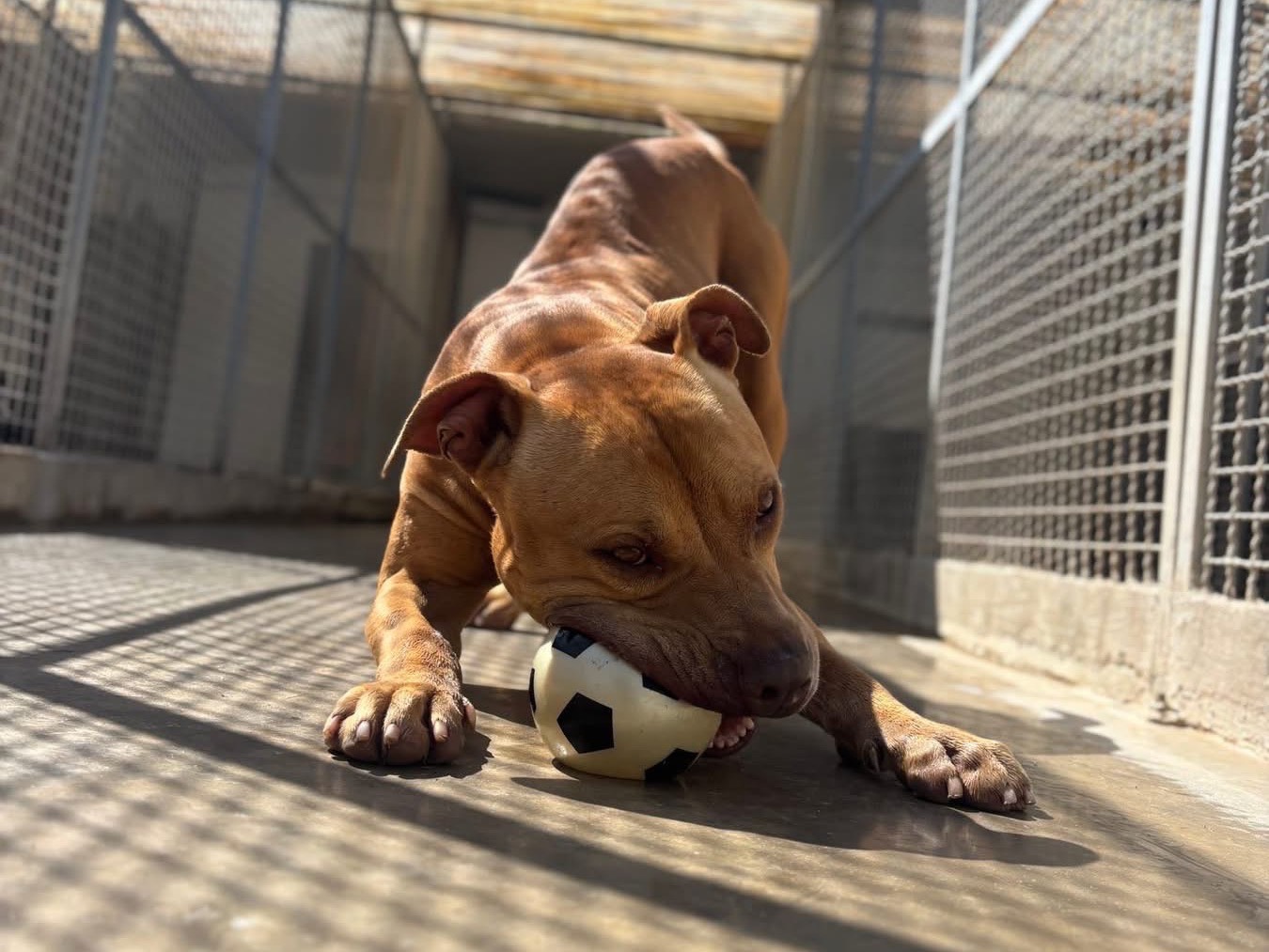 Adotta un cane, maschio, 6 anni e 8 mesi, Napoli