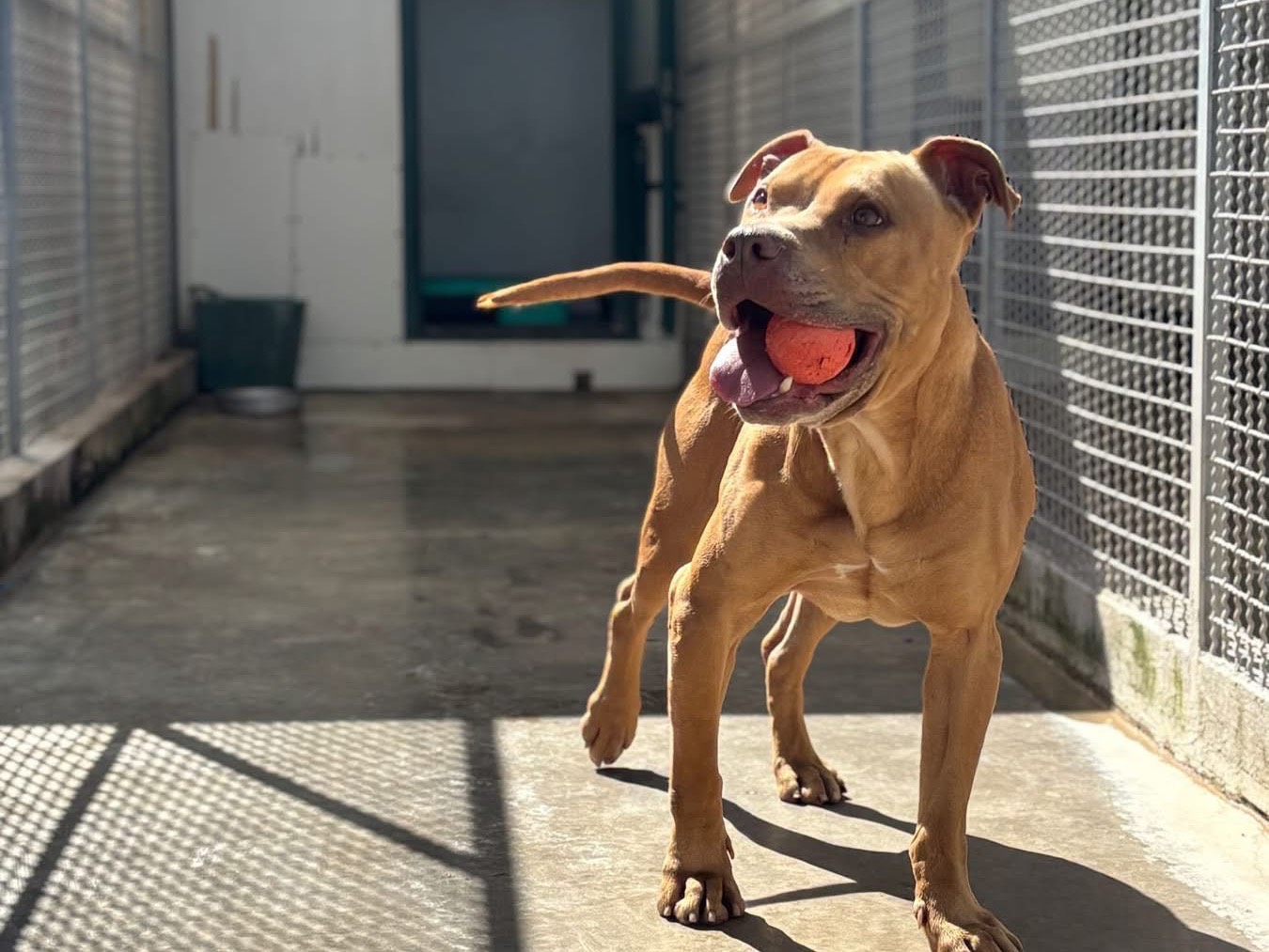 Adotta un cane, taglia grande, maschio, Napoli
