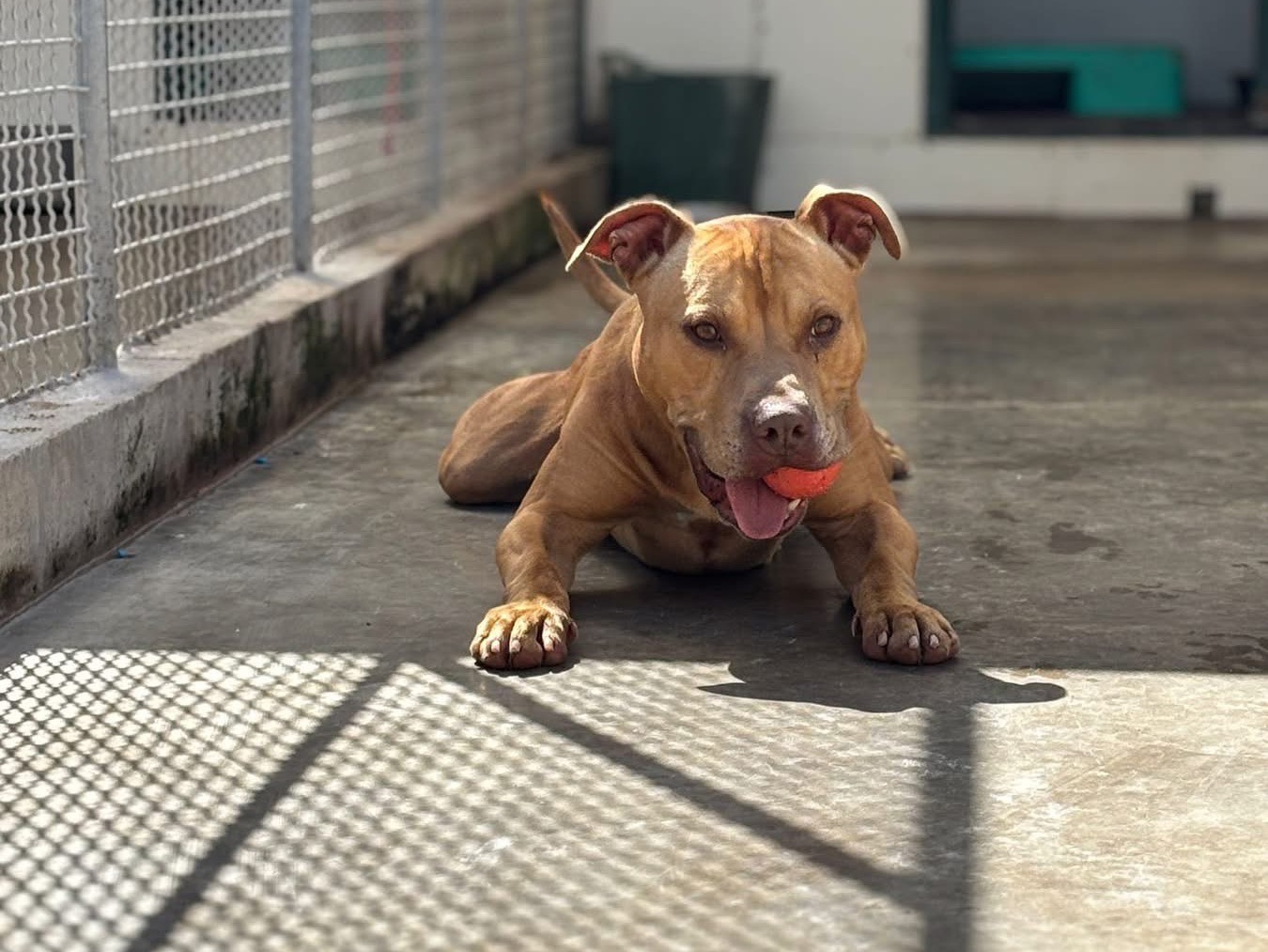 Vuoi adottare un cane a Napoli?
