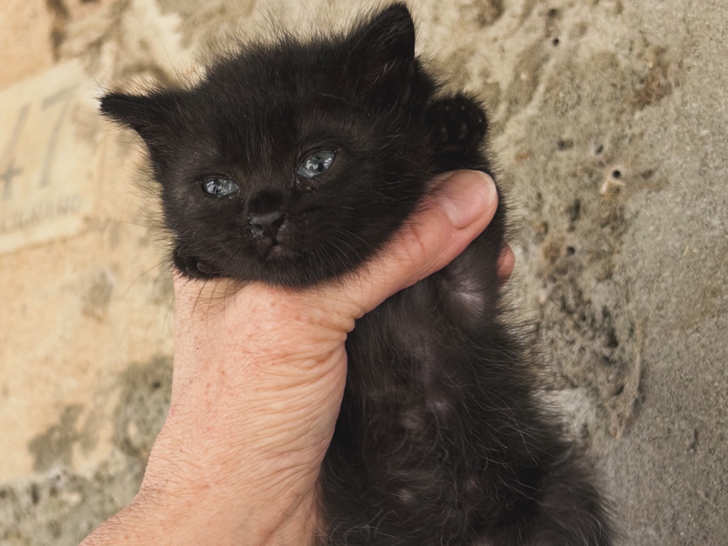 Adozione gatto, maschio, Razza sconosciuta Razza sconosciuta, 1 mesi, taglia non valida, Perugia