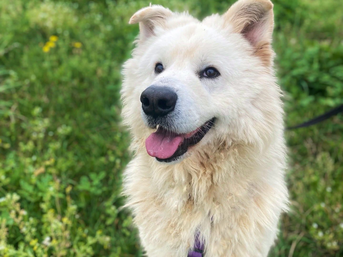 Adozione cane, maschio, Razza sconosciuta Razza sconosciuta, 3 anni e 7 mesi, taglia grande, Napoli