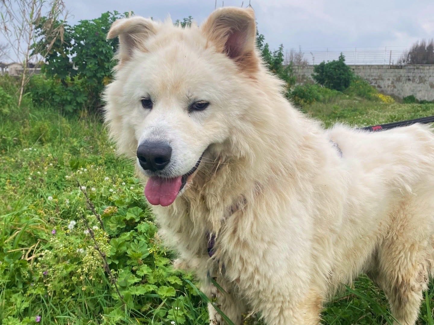 Adotta un cane, maschio, 3 anni e 7 mesi, Napoli