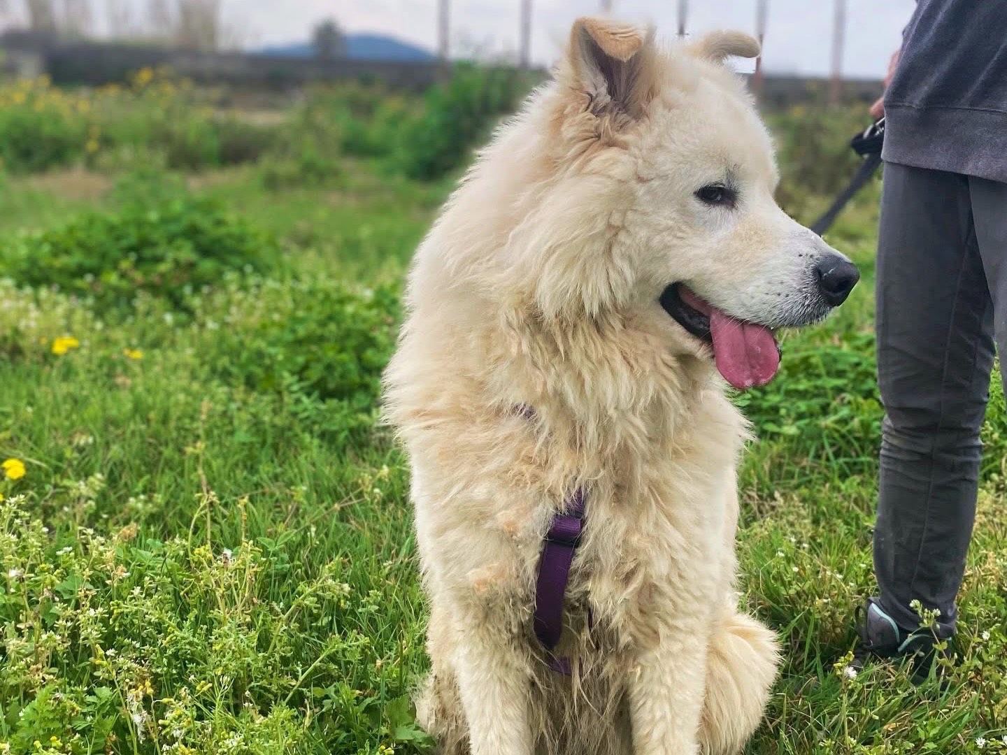 Adotta un cane, taglia grande, maschio, Napoli