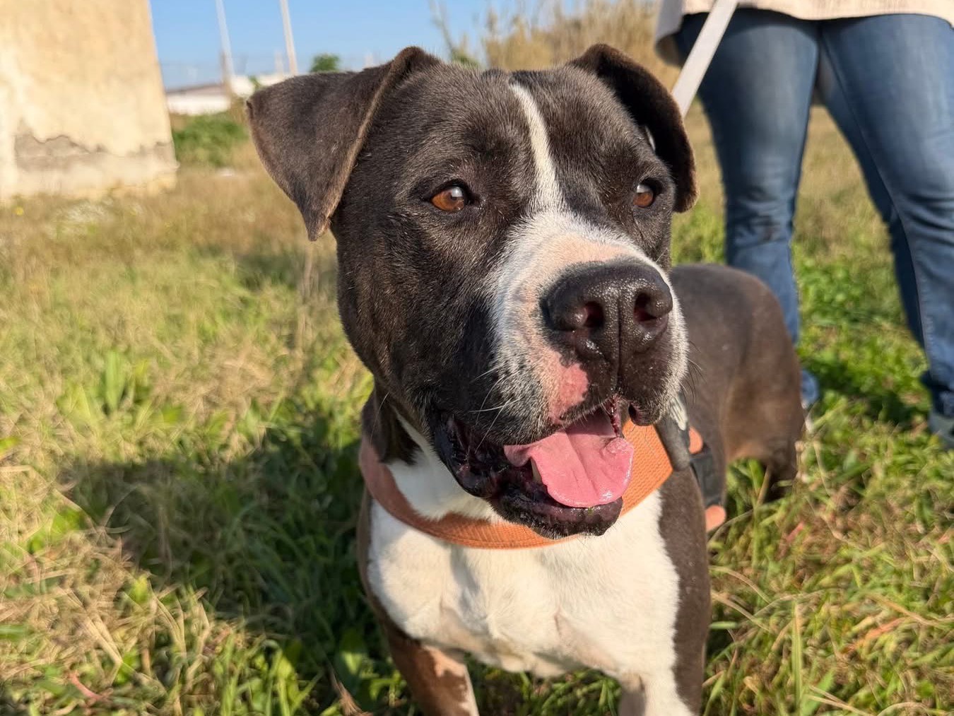 Adozione cane, maschio, Pitbull Razza sconosciuta, 5 anni e 8 mesi, taglia grande, Napoli