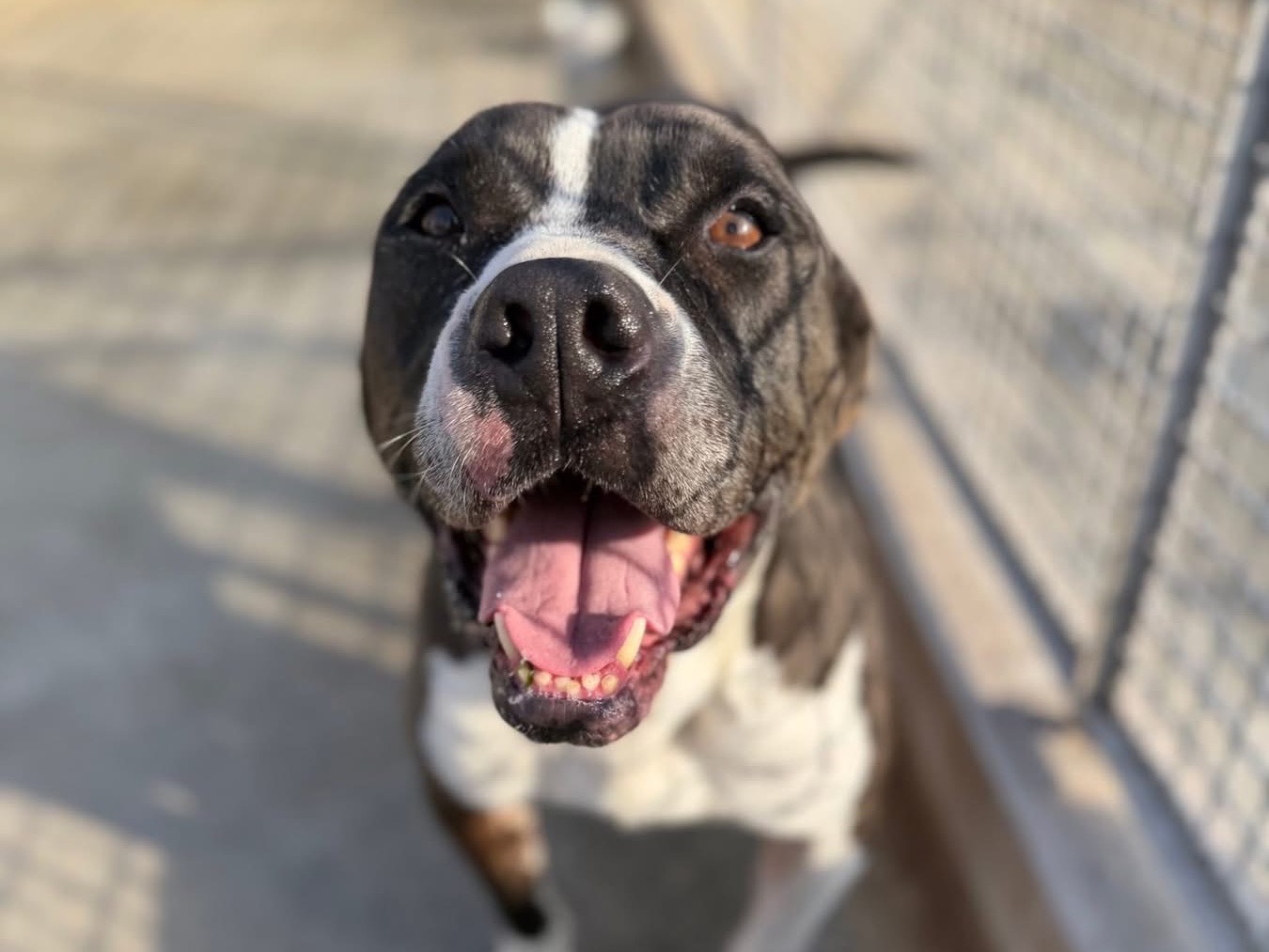 Adotta un cane, maschio, 5 anni e 8 mesi, Napoli
