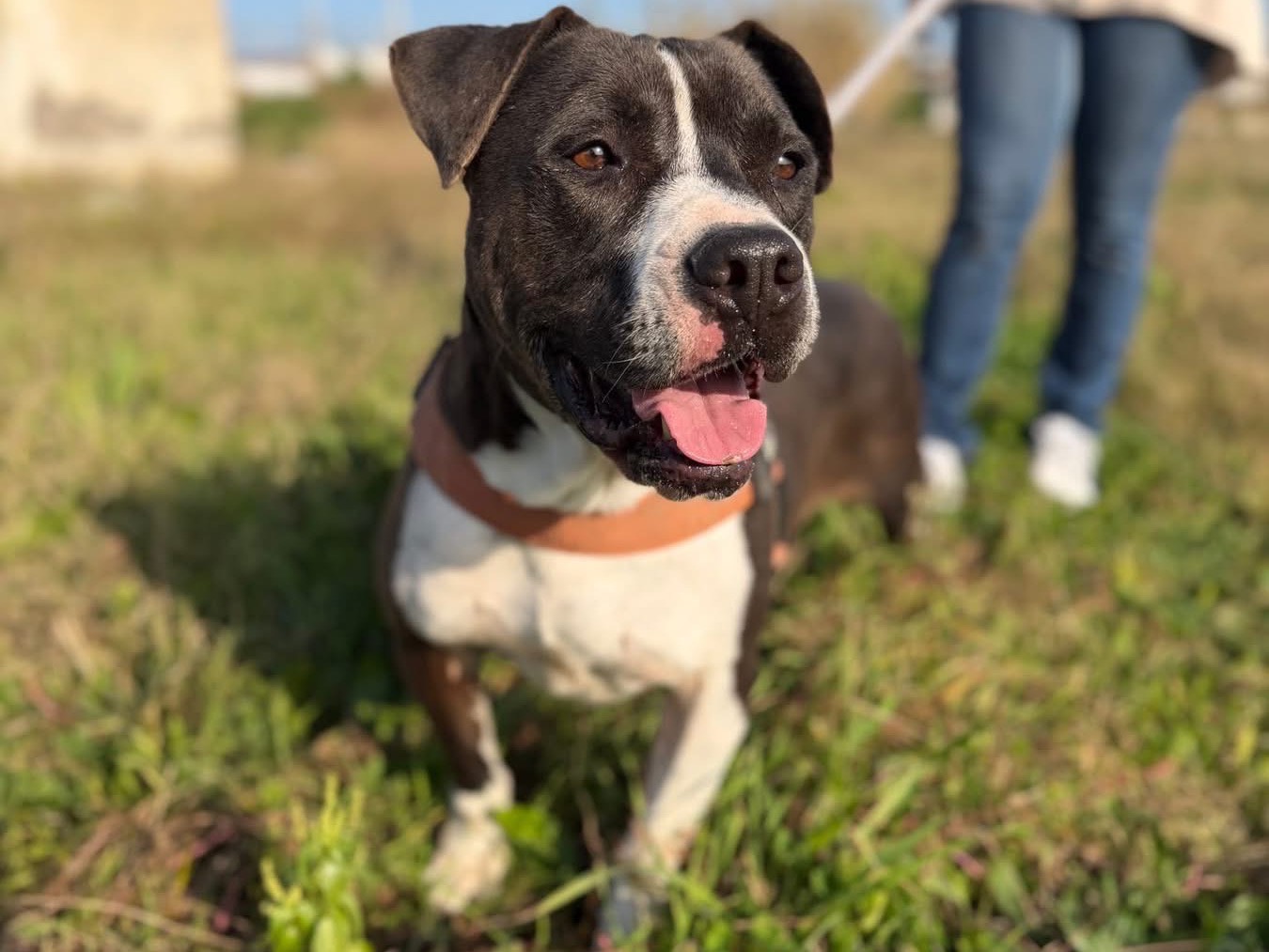 Adotta un cane, taglia grande, maschio, Napoli