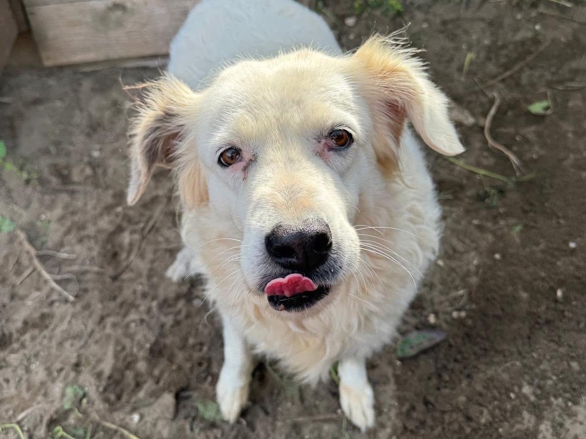 Adozione cane, femmina, Razza sconosciuta Razza sconosciuta, 12 anni e 3 mesi, taglia grande, Napoli